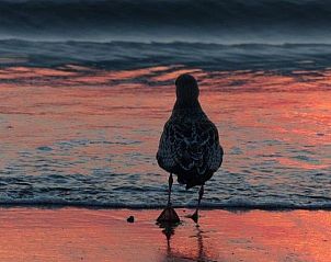 Zeevogel bij zonsondergang aan de kust van De Koog, Texel, dichtbij Duinrand Vakantievilla's Type 2.