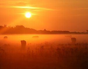 Mooie zonsopgang met Schotse Hooglanders in de mist nabij Duinrand Vakantievilla's Type 2 in De Koog, Texel.