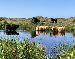 Unterkunft 010236 - Ferienhaus Texel - De Prins / Jonker / Jonkvrouw