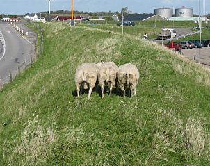 Unterkunft 0102550 - Ferienhaus Texel - Bungalowpark Hoog Koog - vakantiehuis Hoog Koog 8117
