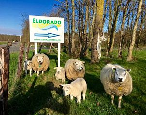 Sheep near 6-person vacation home, De Koog, Texel