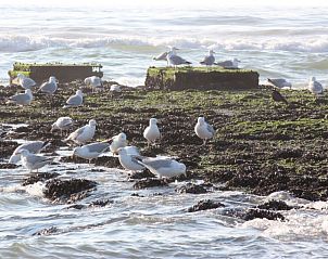 Seagulls on rocks near 6-person vacation home, De Koog, Texel