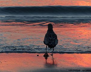 Mwe an der Kste von De Koog Texel bei Duinrand Ferienhuser Typ 1.