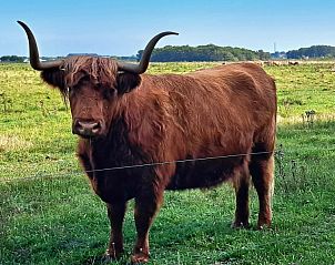 Schottischer Highlander auf der Wiese bei Duinrand Ferienhuser Typ 1 in De Koog Texel.