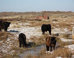 Natrliche Umgebung um die Texel Villa Duinzicht, De Koog mit weidenden Tieren auf den Watteninseln.