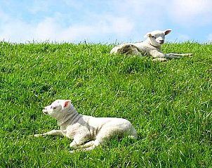 Guest house 0102949 - Holiday property Texel - So What 19