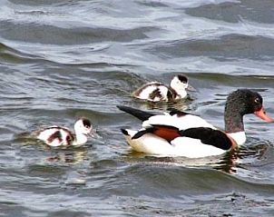 Unterkunft 010306 - Appartement Texel - De Kemphaan: Studio