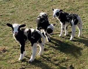 Unterkunft 010306 - Appartement Texel - De Kemphaan: Studio