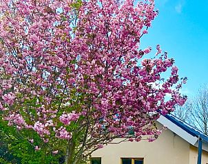 Flowering tree near Hoeve Consensus Texel vacation home in Den Burg, Wadden Islands