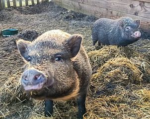 Entrance to Holiday Home in Den Burg, Texel, with wooden staircase and modern finishes.