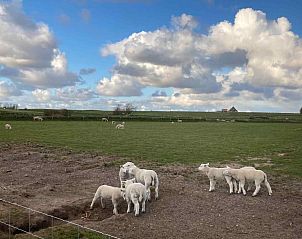 Schapen in de omgeving van NH196 in Den Burg, Texel.