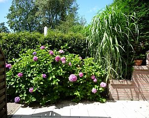 Natuurrijke tuin van familie Smit bungalow in Den Burg Texel met bloeiende hortensia's.