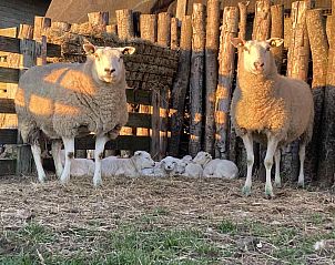 Unterkunft 0104150 - Ferienhaus Texel - NH197