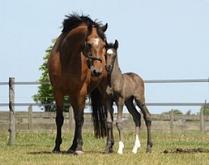 Paarden in de omgeving van De Kikker bungalow, Den Burg, Texel, Waddeneilanden.