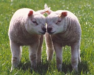 Schattige lammetjes in de natuur rondom De Kikker vakantiehuis, Den Burg, Texel.
