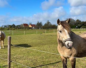 Paarden in de weide bij Vakantiehuisje in Den Burg, Texel, Waddeneilanden.
