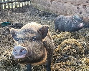 Varkens in de buitenruimte van Vakantiehuisje in Den Burg, Texel, Waddeneilanden.