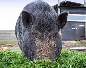 Dierenvrienden bij Wulpenweid 12 A Lammetje vakantiehuis De Dennen Texel.
