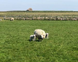 Unterkunft 010496 - Ferienhaus Texel - Groepsaccommodatie Hoeve Elba