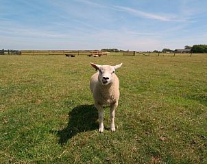 Unterkunft 0105102 - Ferienhaus Texel - Nieuwegrachtje