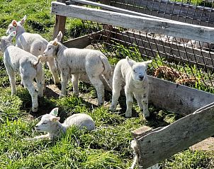 Schattige lammetjes in de weide nabij Vakantiehuisje Den Hoorn Texel.
