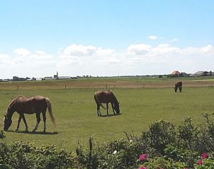 Unterkunft 010581 - Ferienhaus Texel - Westewind 4 pers.