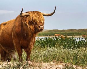 Verblijf 010598 - Tenthuis Texel - Ingerichte Boogtent