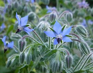 Prachtige borage bloemen in de tuin van De Borage Texel, Oosterend, bieden een vleugje natuurlijke schoonheid.
