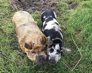Schattige varkens in de wei bij De Borage Texel, Oosterend, bieden een charmant en landelijk decor voor gasten.