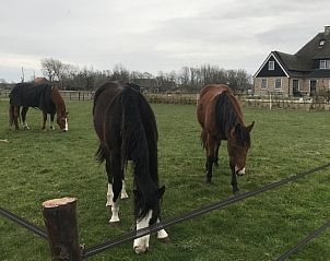 Paarden in de wei bij De Borage Texel, Oosterend, bieden een prachtig landelijk uitzicht en een vredige sfeer.