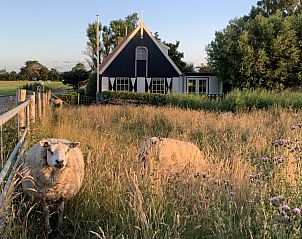 Schafe grasen vor dem Ferienhaus 't Kaaps Huussie in Oosterend, Texel, in einer lndlichen Umgebung.