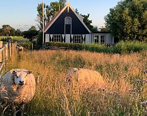 Schafe in der Nhe des Ferienhauses in Oosterend, Texel, verleihen der Unterkunft einen lndlichen Charme.