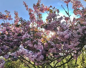 Bunte Blumenwiese am Ferienhaus in Oosterend, Texel fr Naturliebhaber.