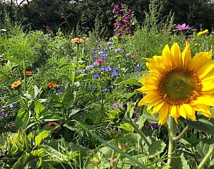 Weite Blumenfelder in der Nhe des Ferienhauses in Oosterend, Texel mit Wildblumen.