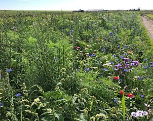 Pestizidfreier Garten im Ferienhaus in Oosterend, Texel fr kologische Aufenthalte.