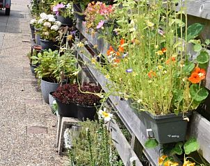 Kleurrijke bloemen langs het pad bij 't Achterhuis vakantiehuis Oudeschild Texel.