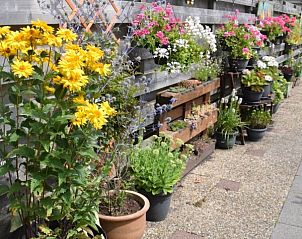 Bloemrijke omgeving van 't Achterhuis vakantiehuis Oudeschild Texel.