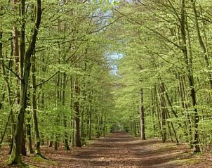Groen boslandschap bij Hoogelandt 10 - Awali vakantiehuis, De Koog, Texel.