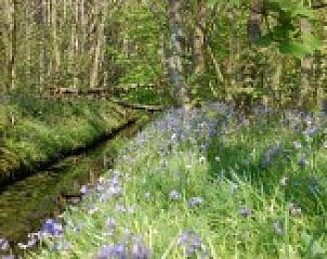 Bloemen en beekje in de omgeving van Hoogelandt 10 - Awali, De Koog, Texel.