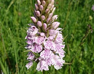 Unterkunft 0108301 - Chalet Texel - Akkerveld 27