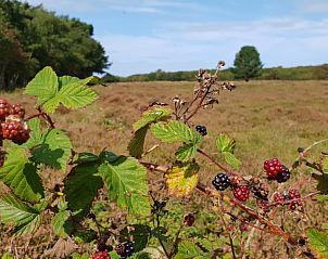 Rijpe bramen in de natuur rondom De Strandloper vakantiehuis, De Koog, Texel.