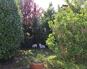 Guest house 0113225 - Holiday property Texel - Vakantiehuis Gortersmient 276