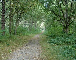 Prachtige bosrijke omgeving bij vakantiehuis Gortersmient 306, De Dennen, Texel, Bungalowpark Gortersmient.