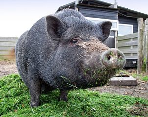 Varken in de omgeving van Wulpenweid 12 de Meeuw vakantiehuis in De Dennen Texel.