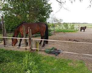Natural surroundings at Helianthus vacation home in De Dennen, Texel with grazing horses.
