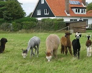 Guest house 011801 - Holiday property Texel - Tyeslemore