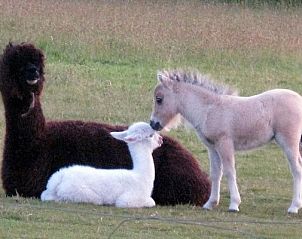 Guest house 011801 - Holiday property Texel - Tyeslemore