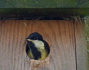 Bird in nesting box in the garden of Holiday home in Formerum Terschelling.