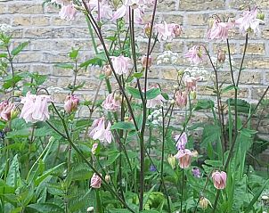 Blooming flowers in the garden of Holiday Home in Formerum Terschelling on the Wadden Islands.