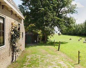 Schapen in de weide naast Meiblok vakantiehuis in Formerum, Terschelling met landelijke charme.